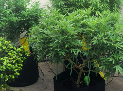 Cannabis Malta