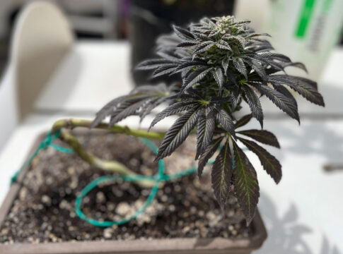 Cannabis Malta