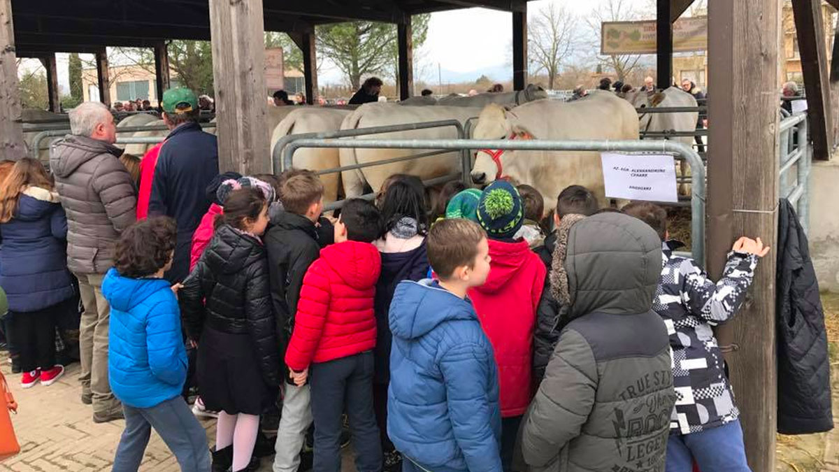Fiere di Mezzaquaresima alle porte: la storia della manifestazione 4 Fiera del Bestiame 2018