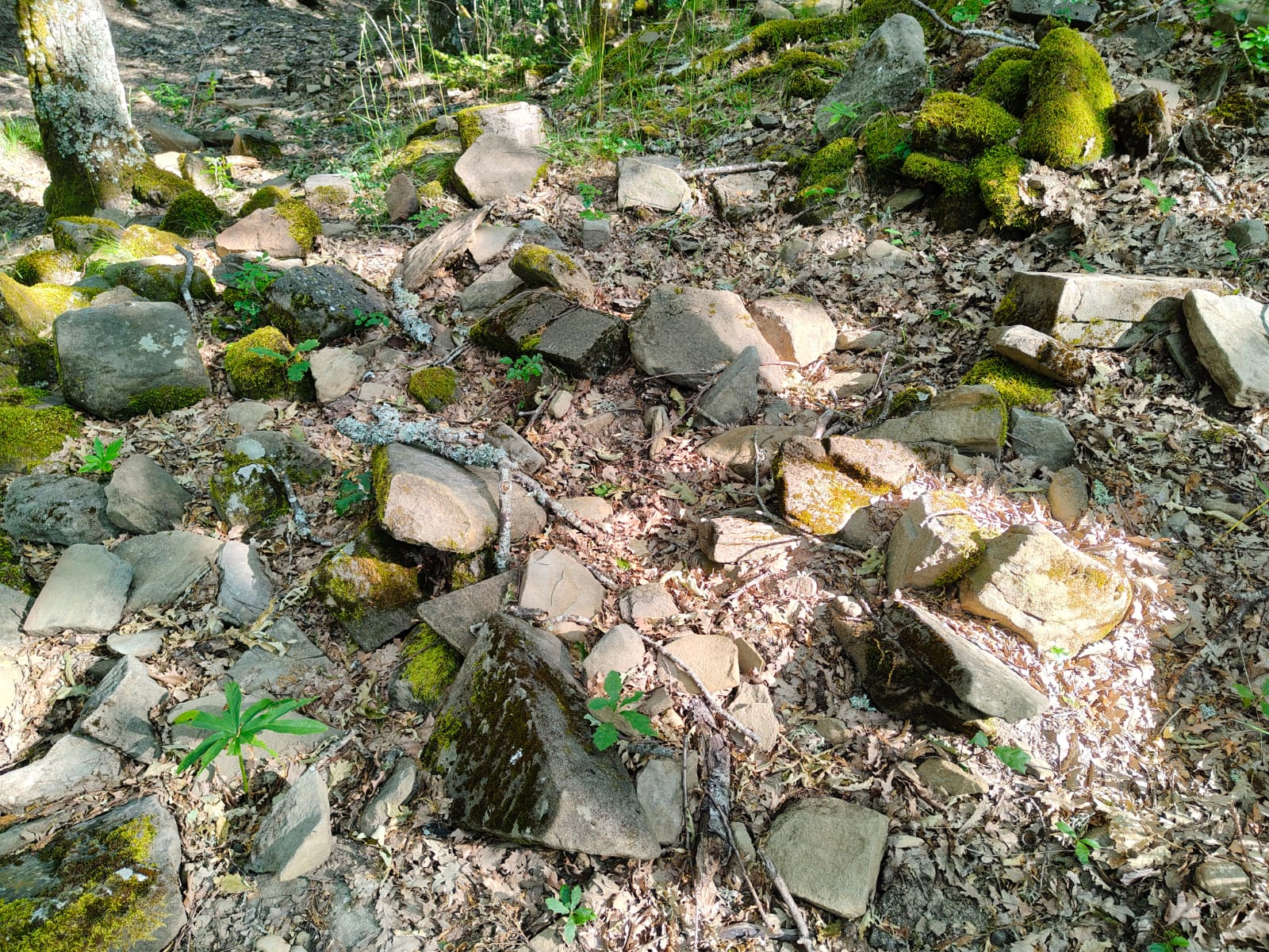 I resti del Castello di Schianta nella riserva naturale dell’Alpe della Luna - Storia, Cultura | TTV.it