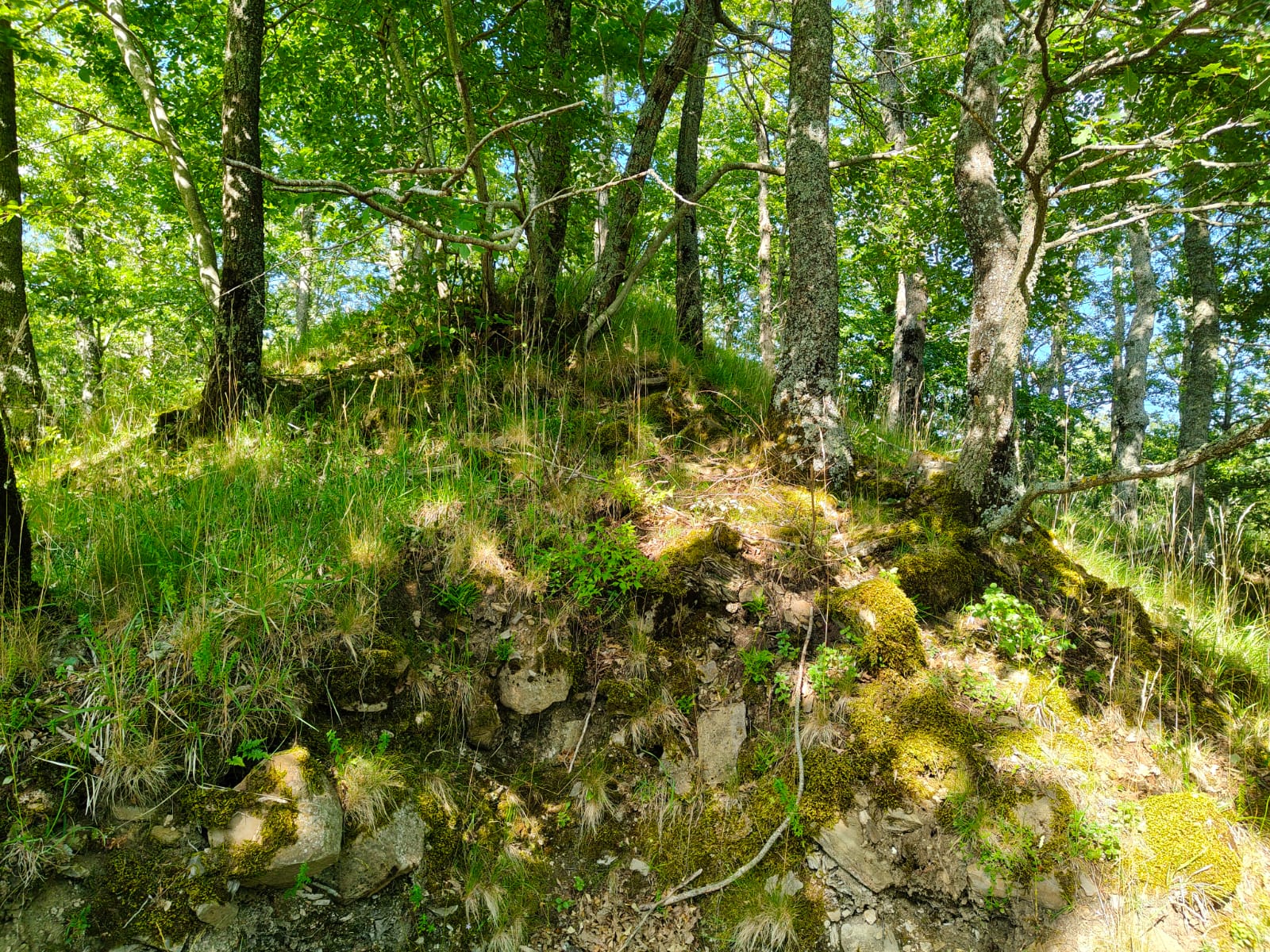 I resti del Castello di Schianta nella riserva naturale dell’Alpe della Luna - Storia, Cultura | TTV.it