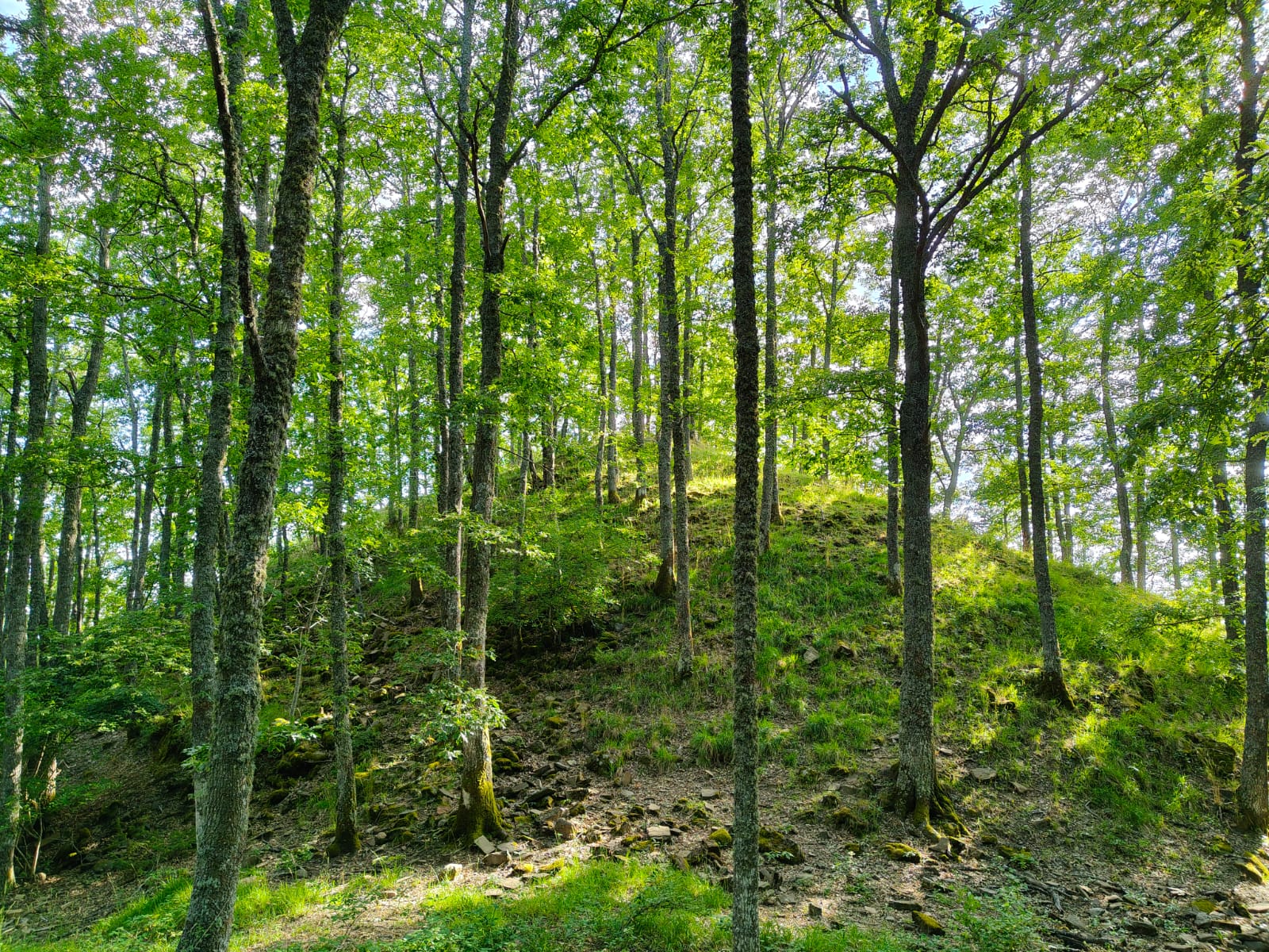 I resti del Castello di Schianta nella riserva naturale dell’Alpe della Luna - Storia, Cultura | TTV.it