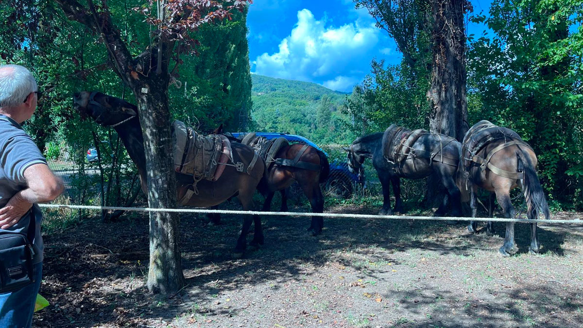 Fiera di San Bartolomeo: grande affluenza nel weekend a Città di Castello 1 Fiera di San Bartolomeo: grande affluenza nel weekend a Città di Castello - Eventi | TTV.it