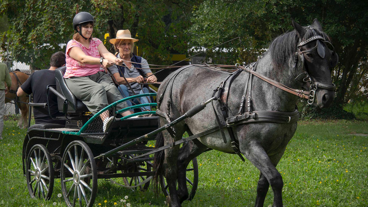 La tradizione equestre di Città di Castello alla 55ª Mostra del Cavallo 1 La tradizione equestre di Città di Castello alla 55ª Mostra del Cavallo - Eventi | TTV.it
