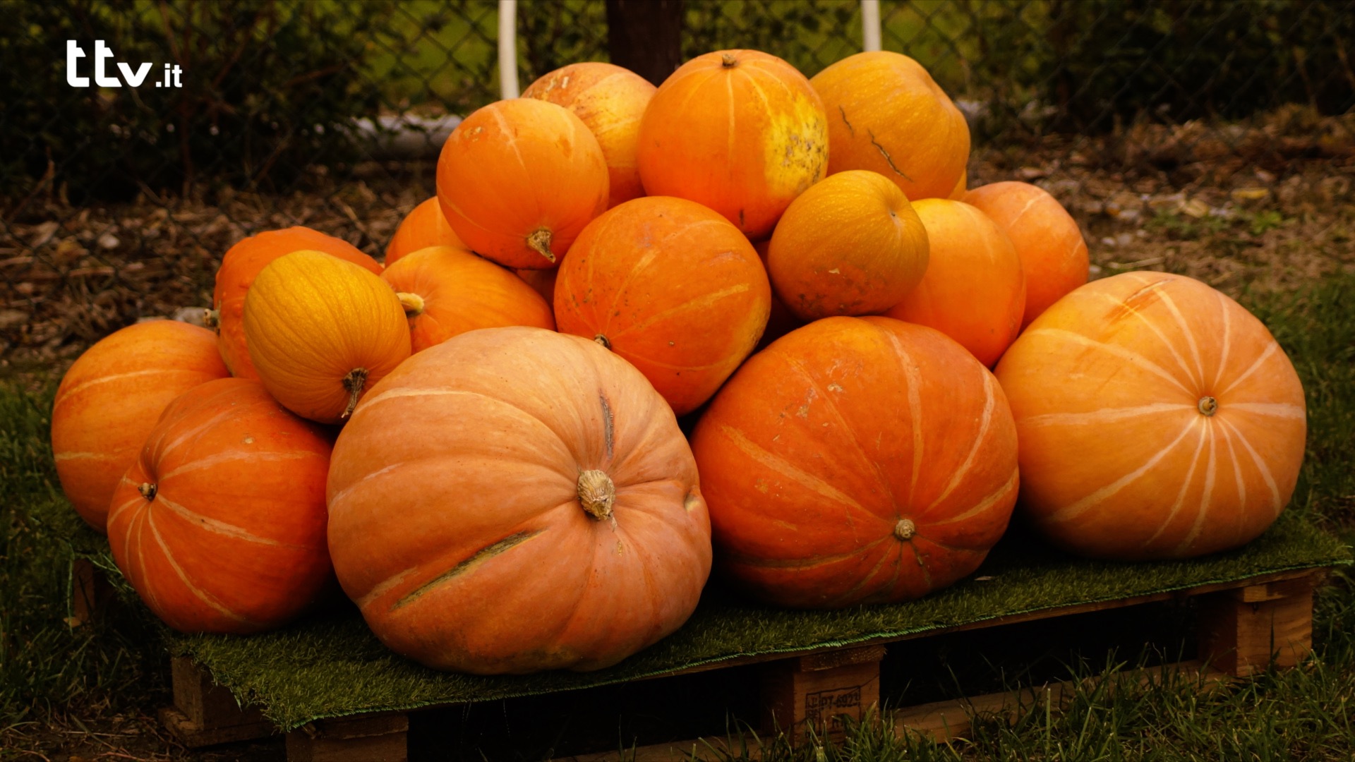 Le mille e una zucca: torna il villaggio arancione a Città di Castello 3 Le mille e una zucca: torna il villaggio arancione a Città di Castello - Attualità | TTV.it