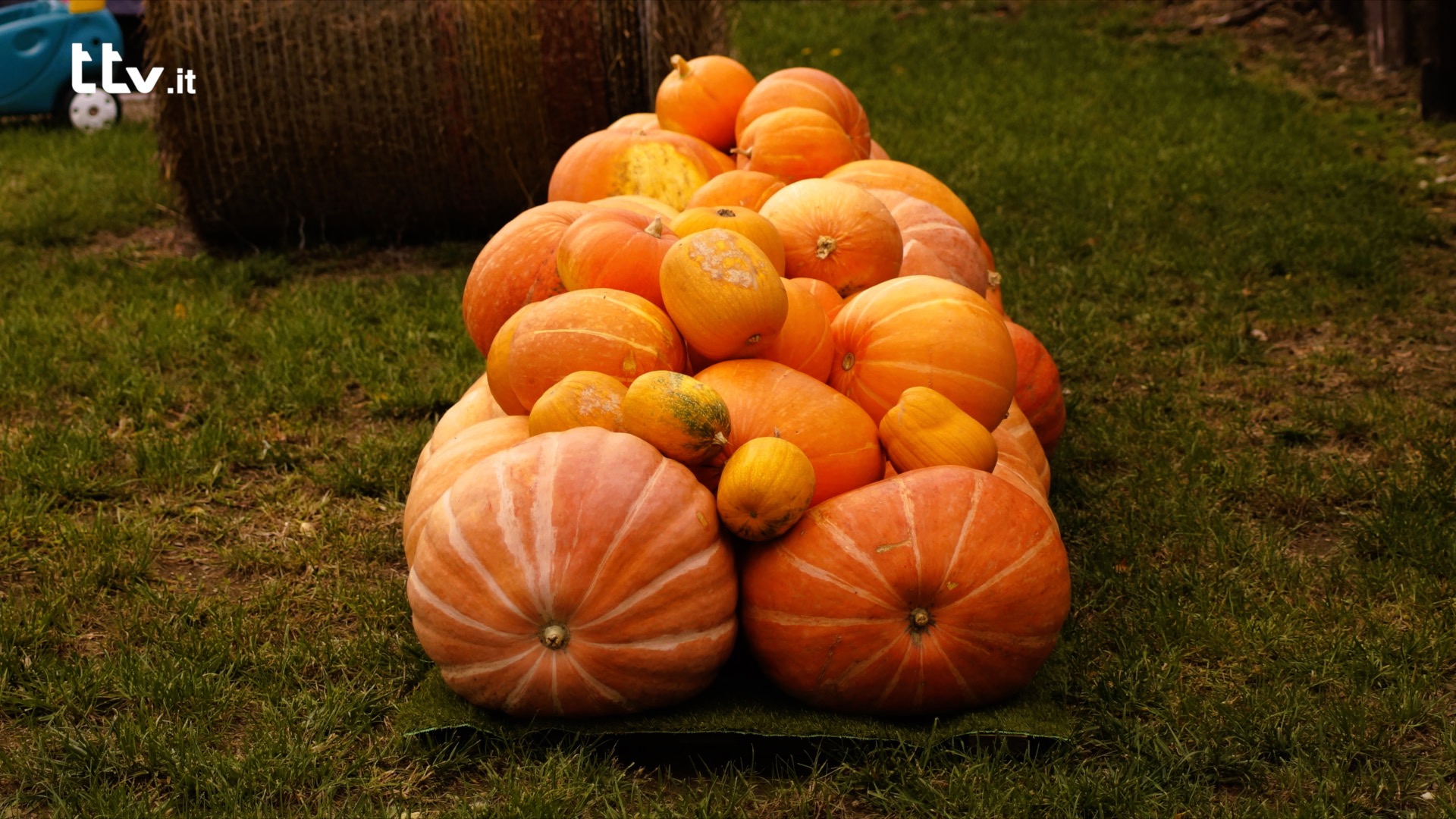 Le mille e una zucca: torna il villaggio arancione a Città di Castello 8 Le mille e una zucca: torna il villaggio arancione a Città di Castello - Attualità | TTV.it