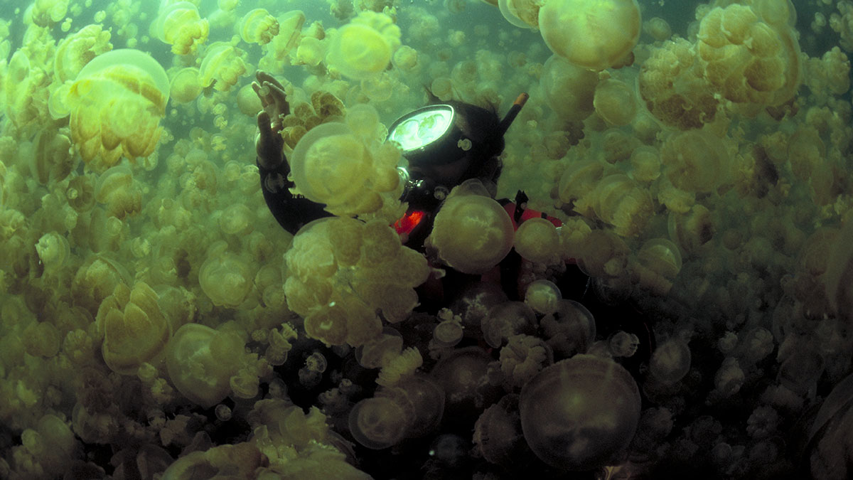 A Firenze l’inedita mostra “Oceani” con National Geographic - Eventi | TTV.it