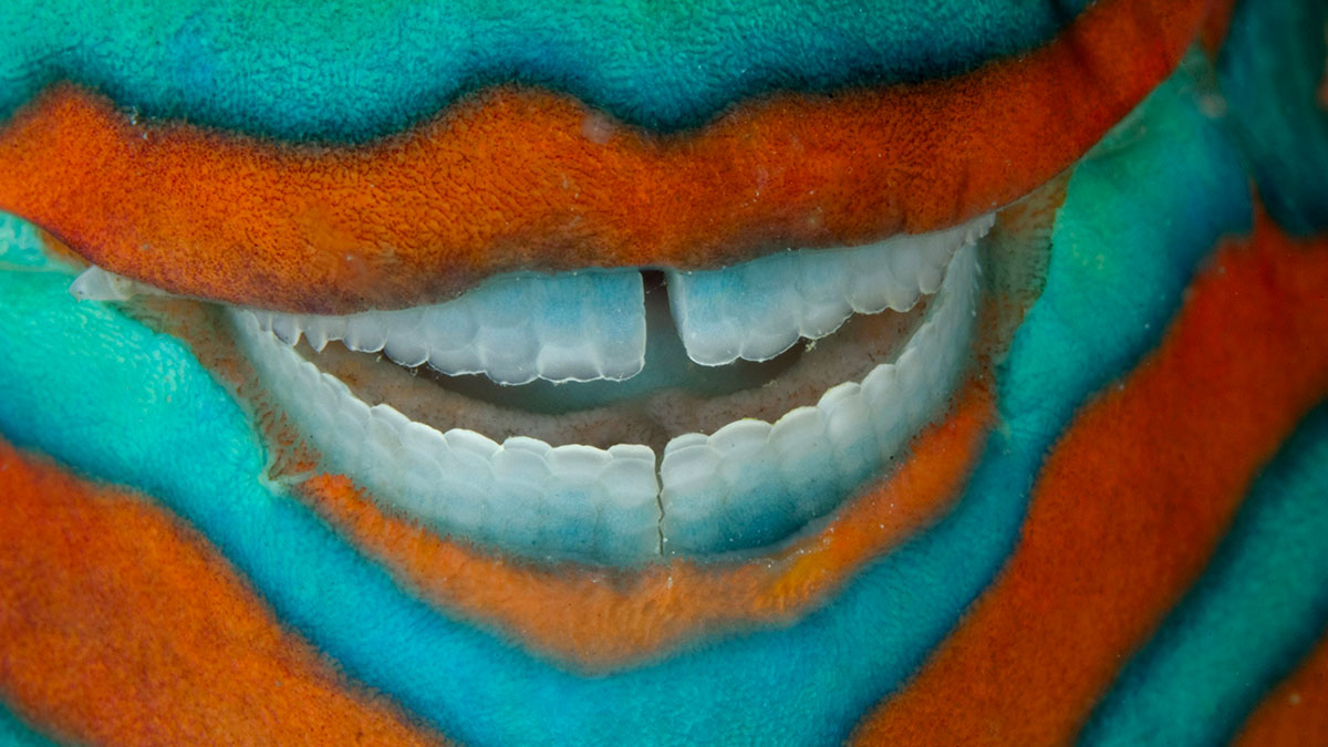 A Firenze l’inedita mostra “Oceani” con National Geographic - Eventi | TTV.it