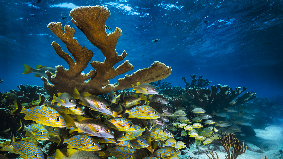 A Firenze l’inedita mostra “Oceani” con National Geographic - Eventi | TTV.it