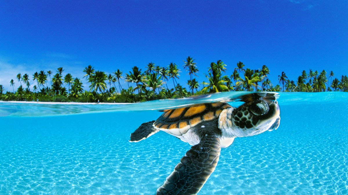 A Firenze l’inedita mostra “Oceani” con National Geographic - Eventi | TTV.it