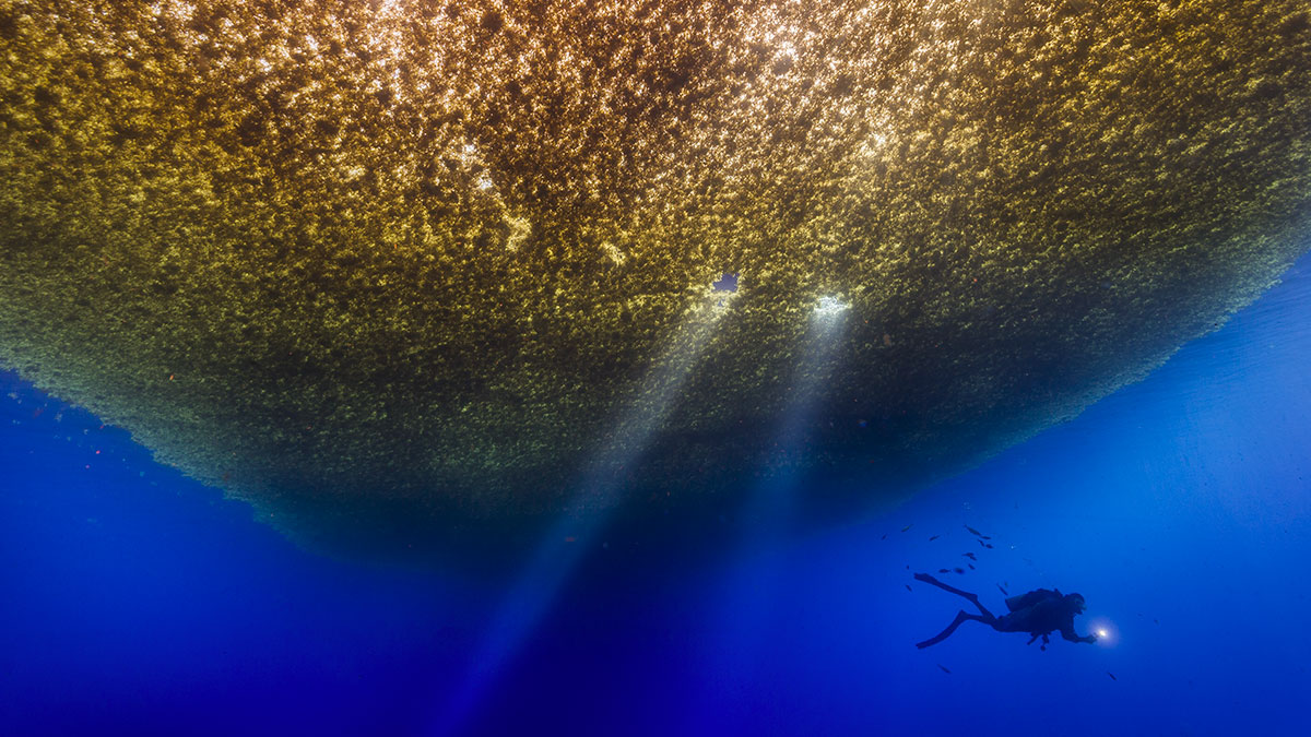 A Firenze l’inedita mostra “Oceani” con National Geographic - Eventi | TTV.it