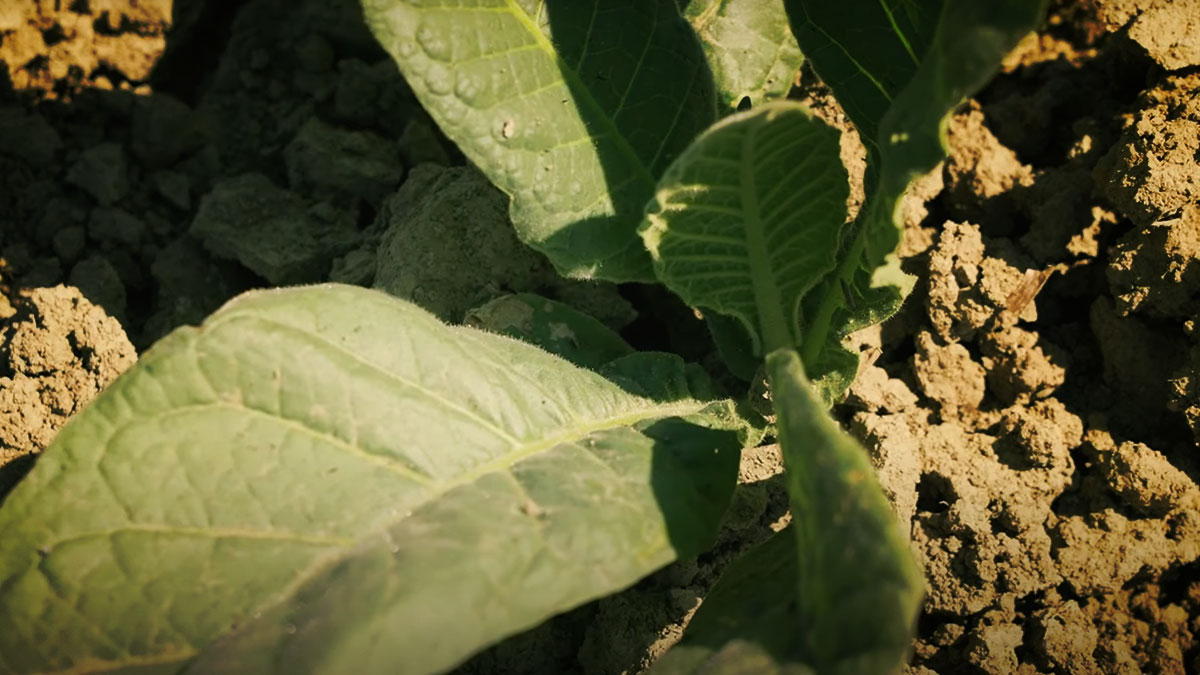 Il tabacco e la sfida della transizione ecologica - Ambiente, Economia e lavoro | TTV.it