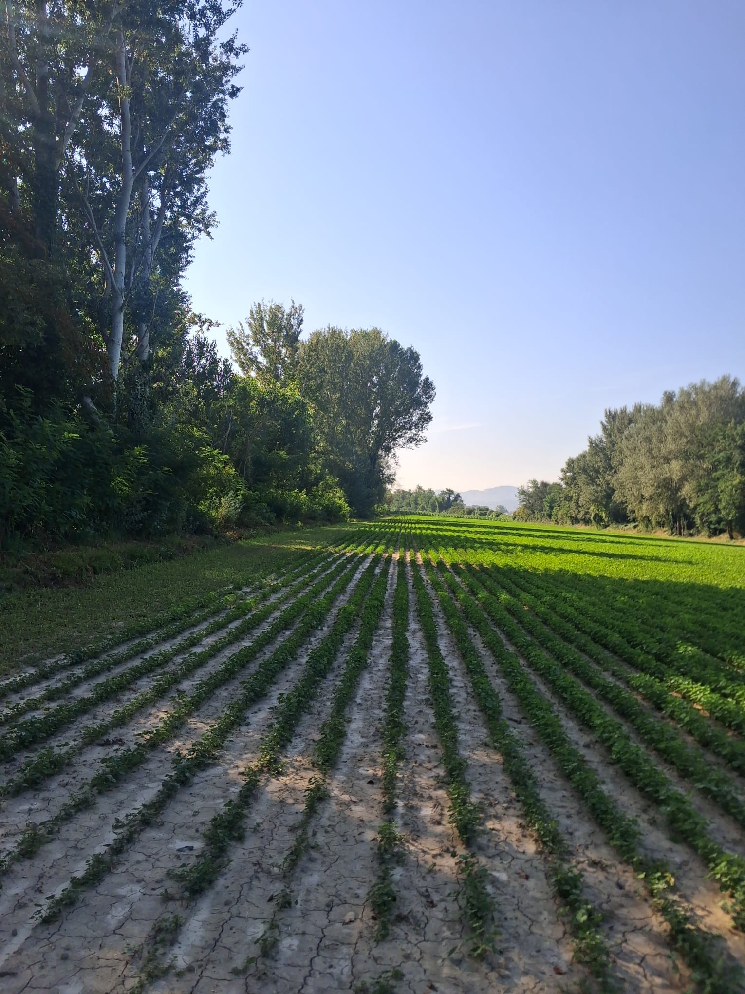 Lungotevere tra Sansepolcro e San Giustino: un’idea concreta per rendere il tratto percorribile - Ambiente, Beni Comuni | TTV.it
