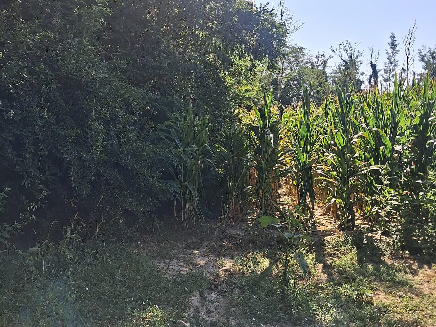 Lungotevere tra Sansepolcro e San Giustino: un’idea concreta per rendere il tratto percorribile - Ambiente, Beni Comuni | TTV.it