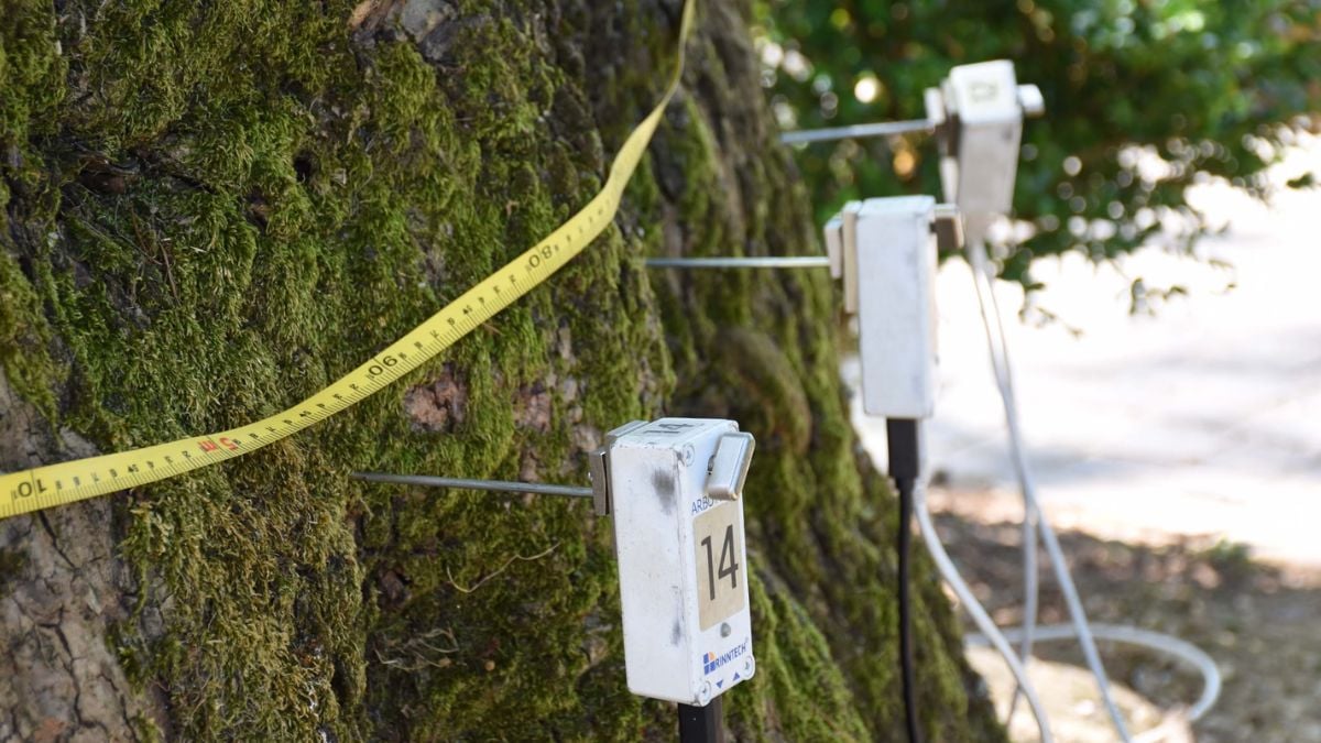 Verde pubblico, oltre 150 alberi sotto controllo a Città di Castello 1 Verde pubblico, oltre 150 alberi sotto controllo a Città di Castello - Ambiente | TTV.it