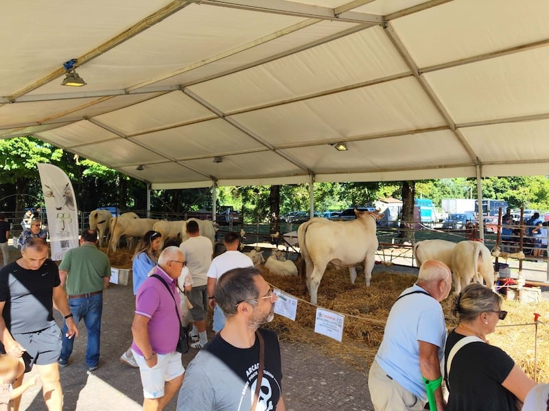 Fiere di San Bartolomeo: una partecipata due giorni tra zootecnia e tradizione 8 Fiere di San Bartolomeo: una partecipata due giorni tra zootecnia e tradizione - Eventi | TTV.it