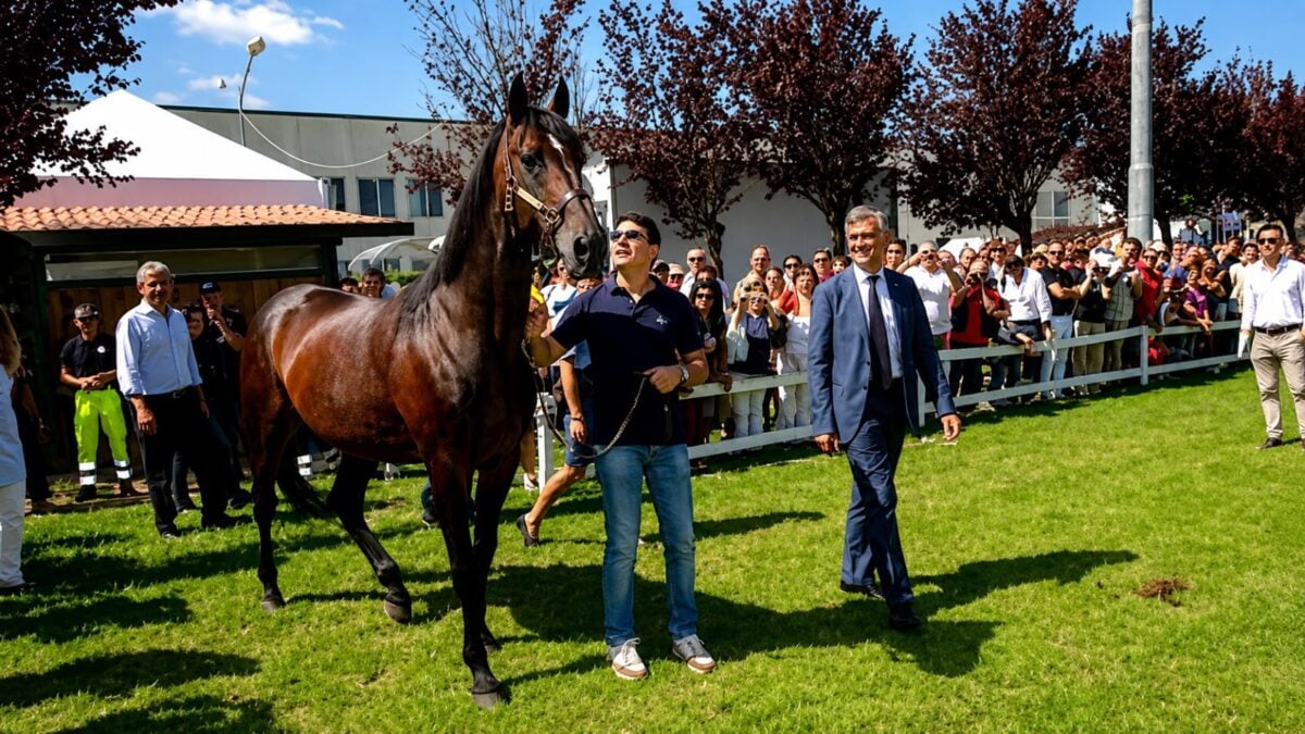 La Mostra del Cavallo torna al parco Langer: ecco la 56ª edizione 5 La Mostra del Cavallo torna al parco Langer: ecco la 56ª edizione - Eventi | TTV.it